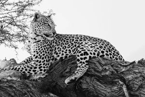 Impression sur verre - Leopard - Noir et blanc - 80cms x 120cms - Impression sur verre Impression sur verre - Leopard - Noir et blanc - 80cms x 120cms - Impression sur verre