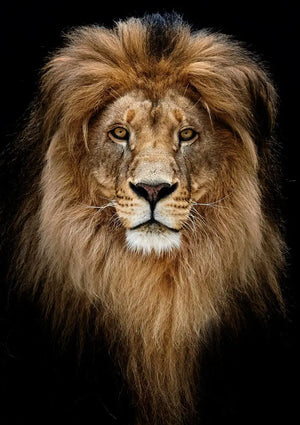 Impression sur verre - Lion - 80cms x 120cms - Impression sur verre Impression sur verre - Lion - 80cms x 120cms - Impression sur verre