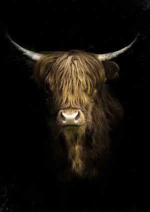Impression sur verre - Scottish highlander - 80cms x 120cms - Impression sur verre Impression sur verre - Scottish highlander - 80cms x 120cms - Impression sur verre