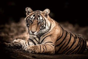 Impression sur verre - Tigre - 80cms x 120cms - Impression sur verre Impression sur verre - Tigre - 80cms x 120cms - Impression sur verre