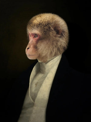 Le Singe Humboldt - 30x40 - Animaux habillés Le Singe Humboldt - 30x40 - Animaux habillés