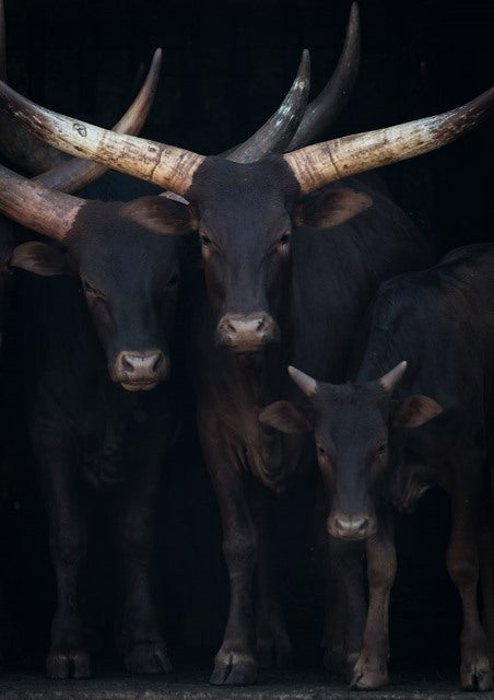 Impression sur verre - Vaches