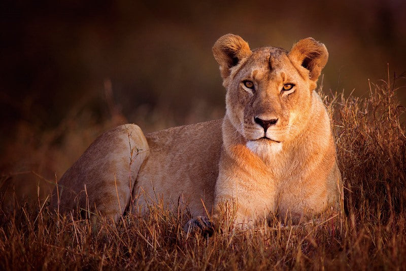 Glass print - Lioness