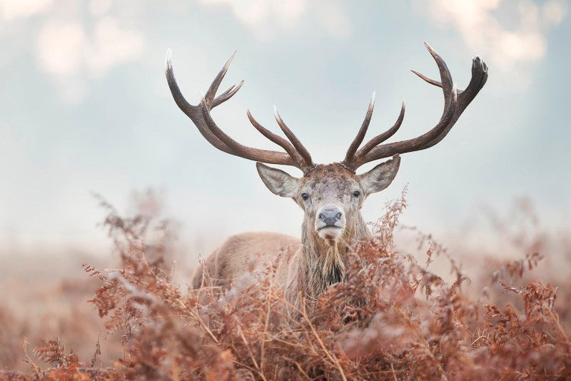 Print op glas - Natuur herten