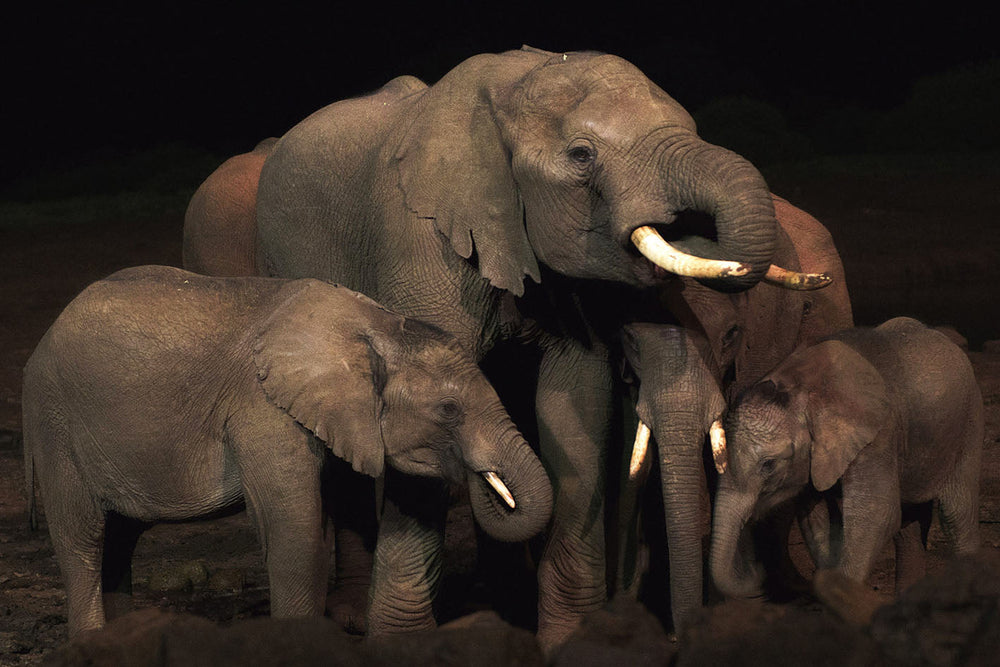 Impression sur verre- Troupeau d'éléphants