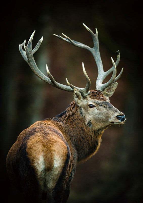 Impression sur verre - Cerf