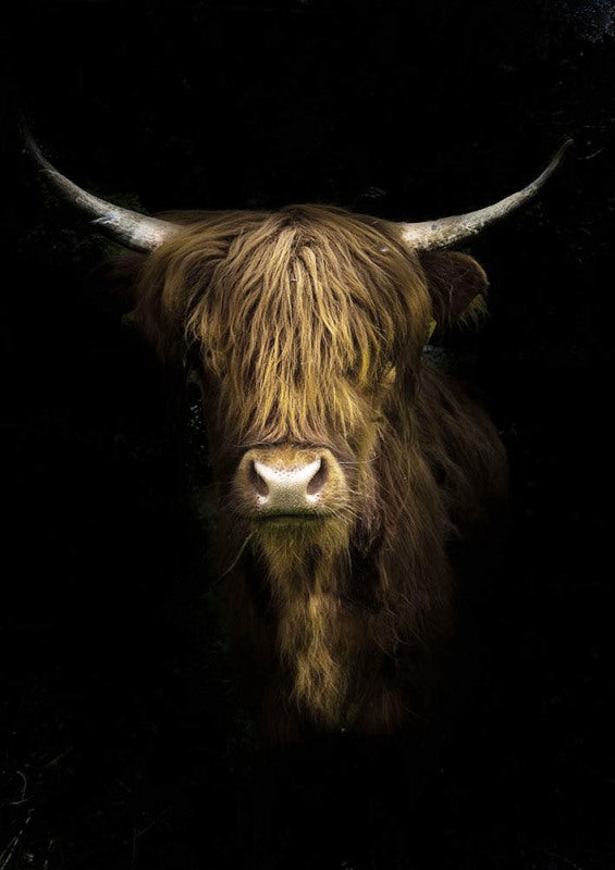 Glass print - Scottish highlander