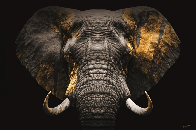 Glass print - Elephant